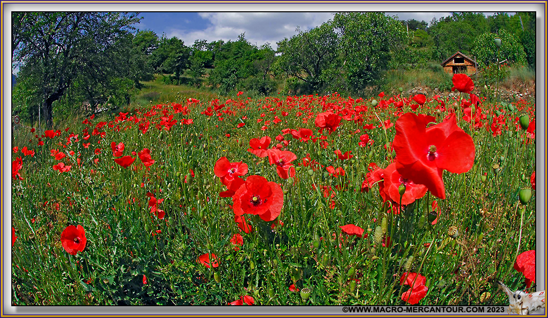 Coquelicots